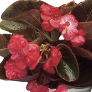 B. ‘Carol’
